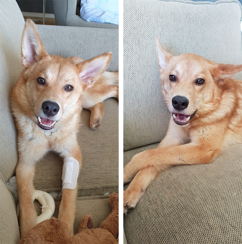Vår älskade Foxie