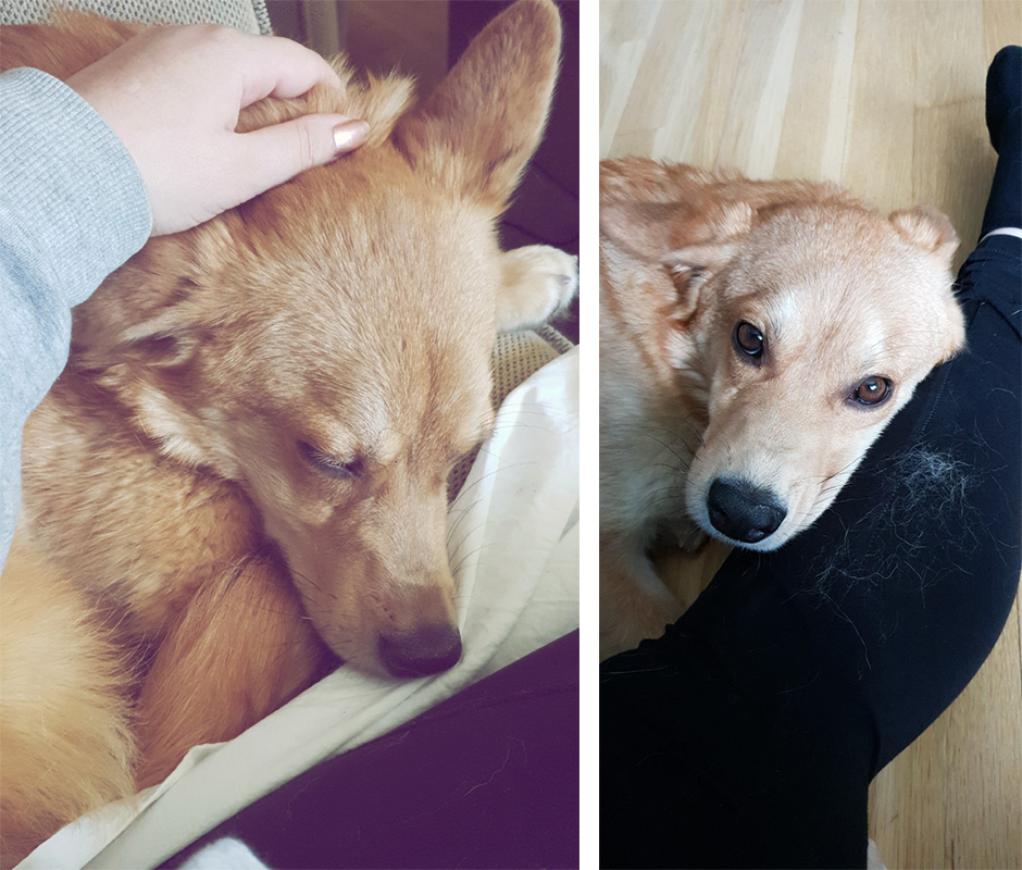Vår älskade Foxie
