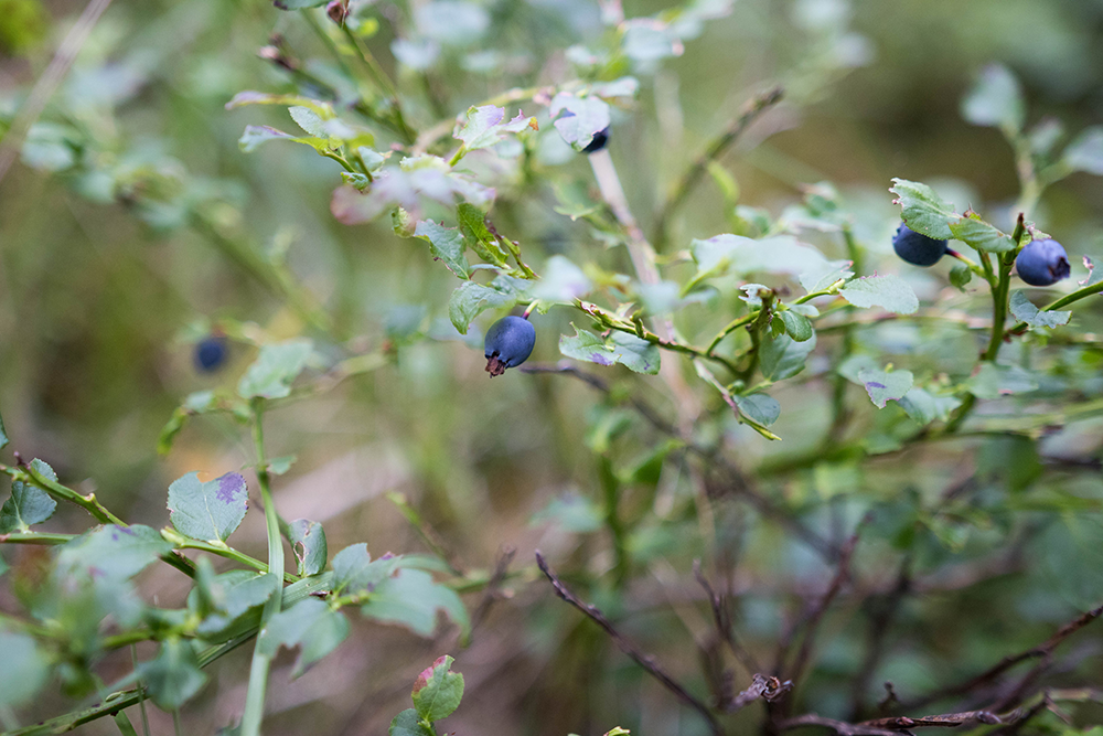 Bästa starten på veckan plocka blåbär i skogen