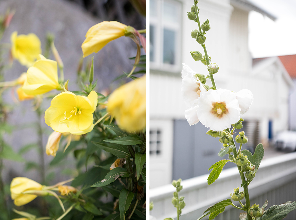 blommor på tjörn