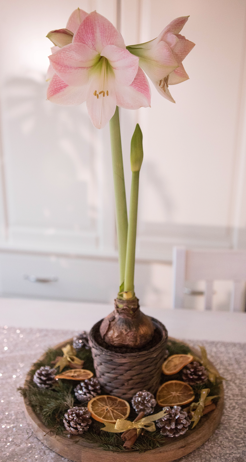amaryllis apple blossom. Jag hoppas att ni har haft en fin första advent.