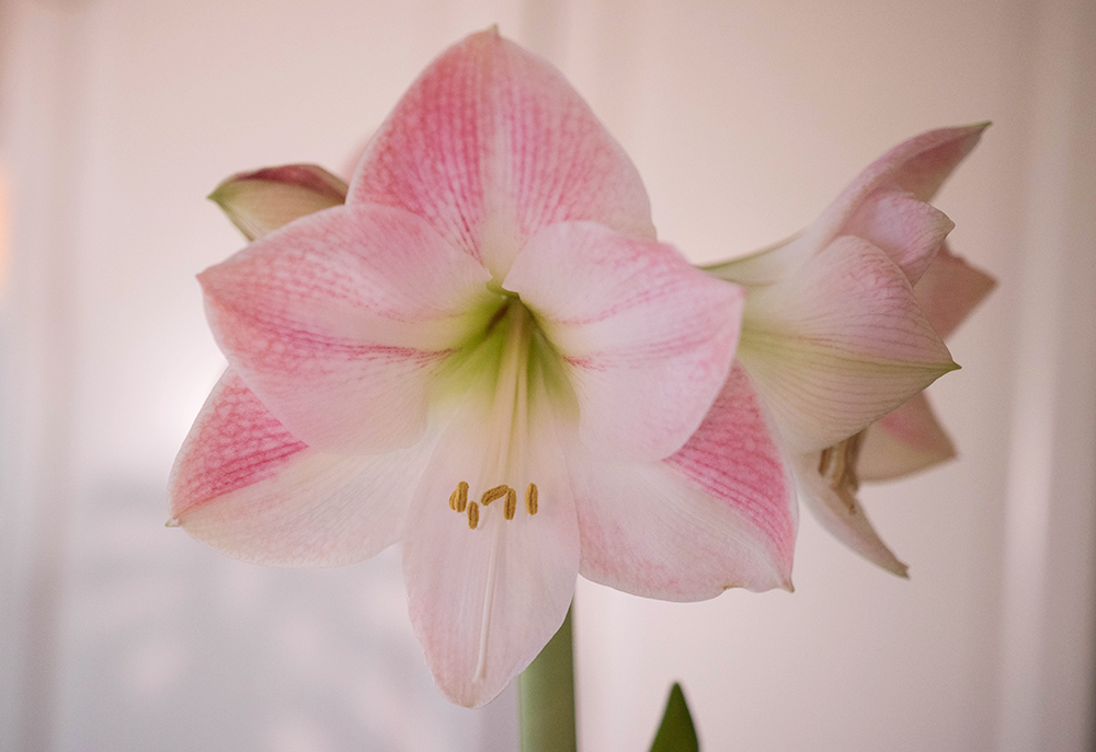 amaryllis apple blossom
Jag hoppas att ni har haft en fin första advent