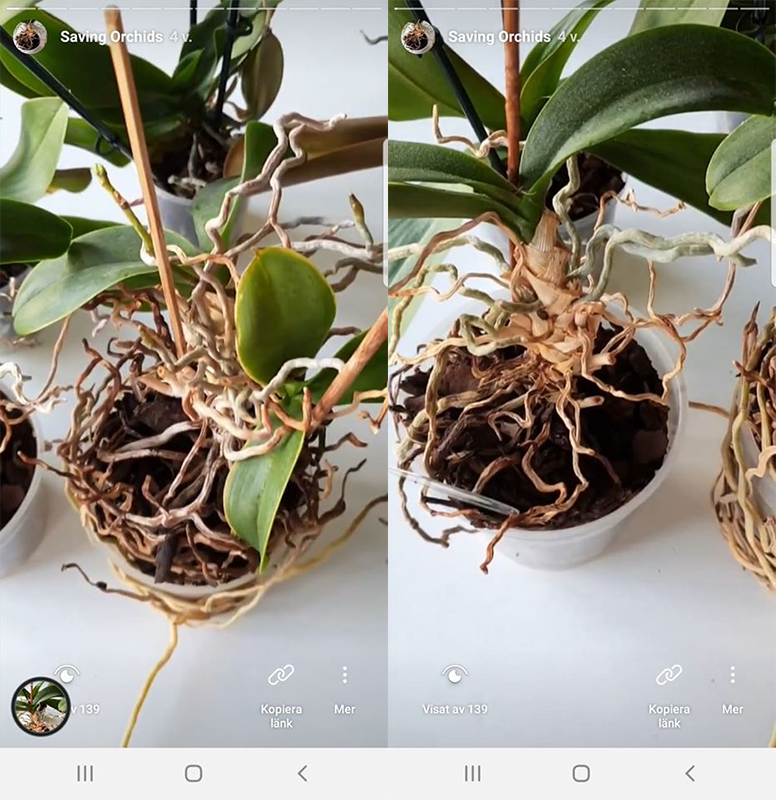 Så lyckades jag rädda 6 orkidéer med te metoden