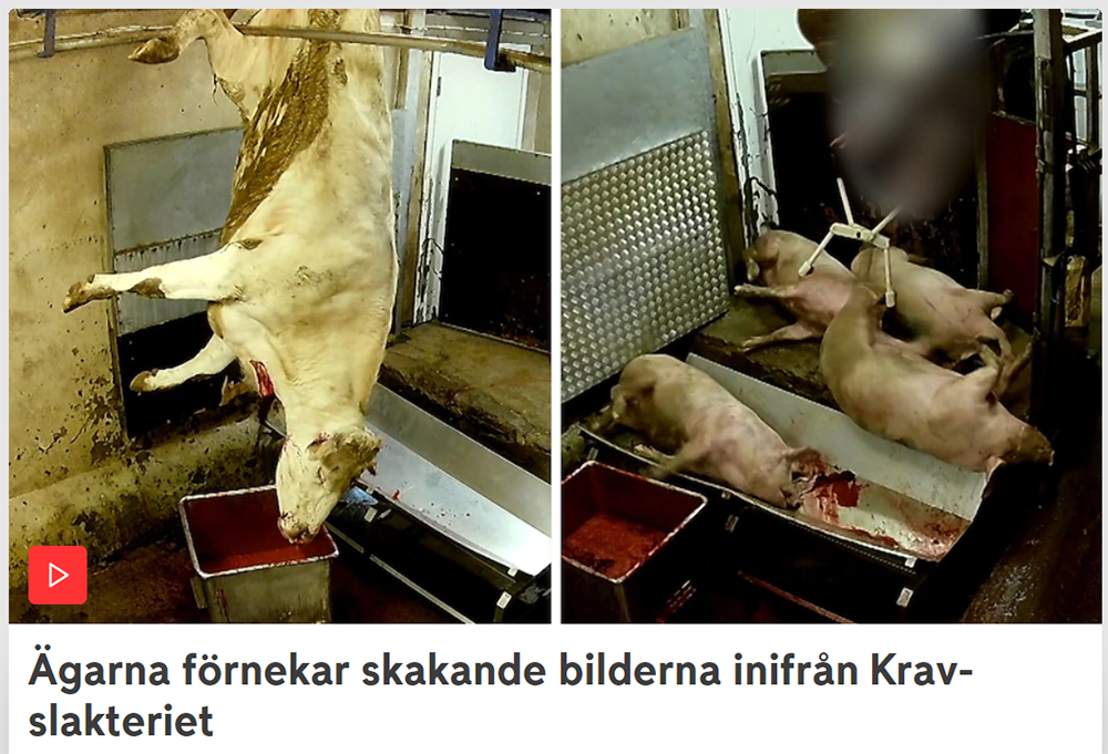 Djur torteras till dötts och hamnar sedan på din tallrik. Reportage tv4, djurrättsalliansen.