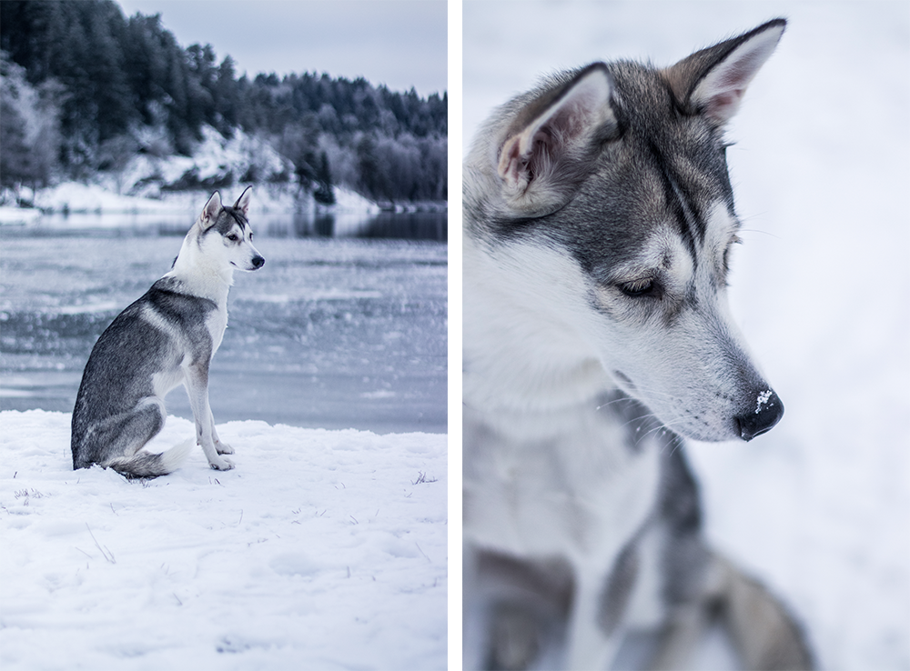 Vinterfotografering med Nala