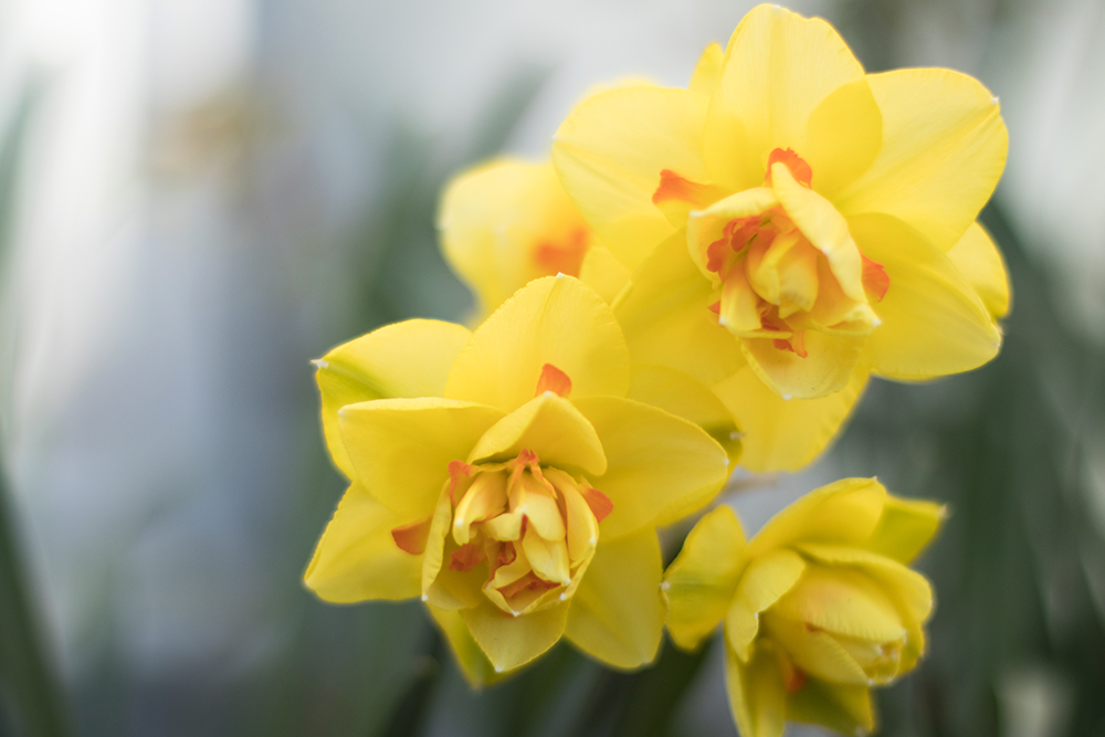 Narcissläktet | Påsklilja & Pingstlilja 