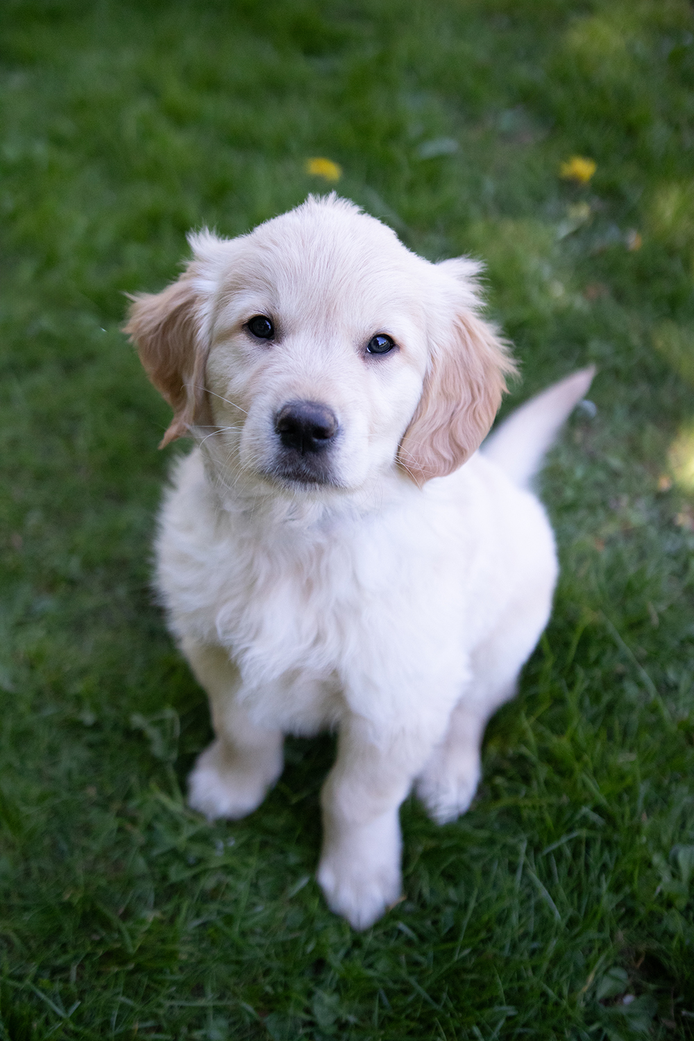 Årets första och förmodligen sötaste fotografering
golden retriever valp