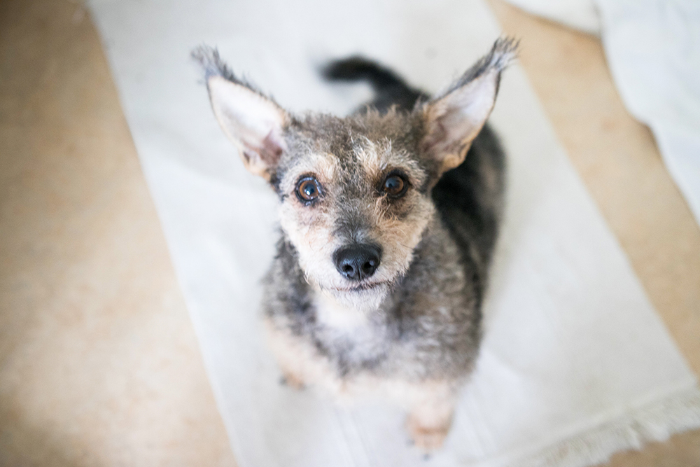 Vår älskade lilla Kira har fått somna in