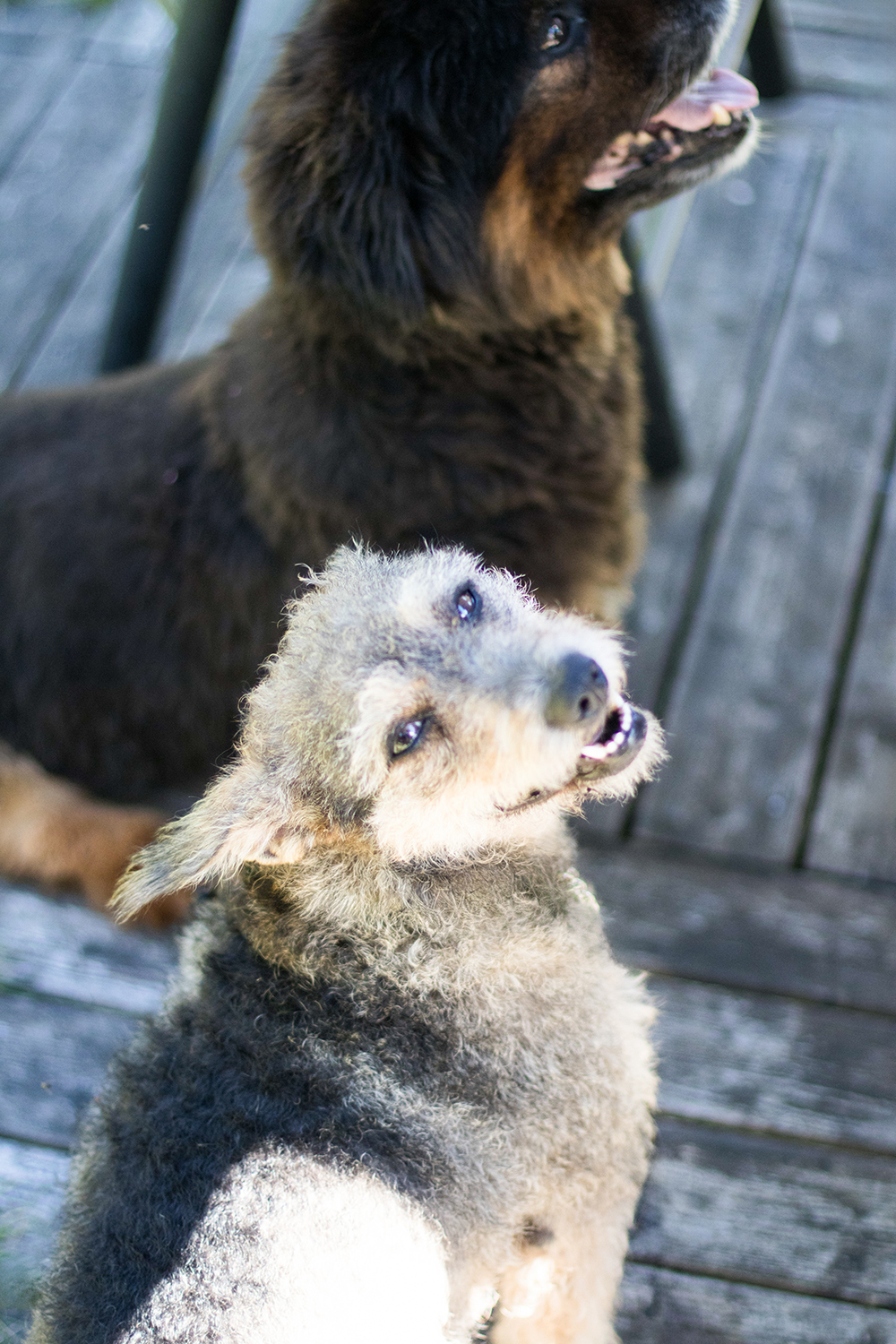 Vår älskade lilla Kira har fått somna in