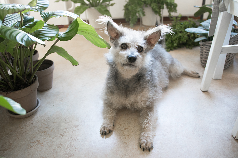 Vår älskade lilla Kira har fått somna in