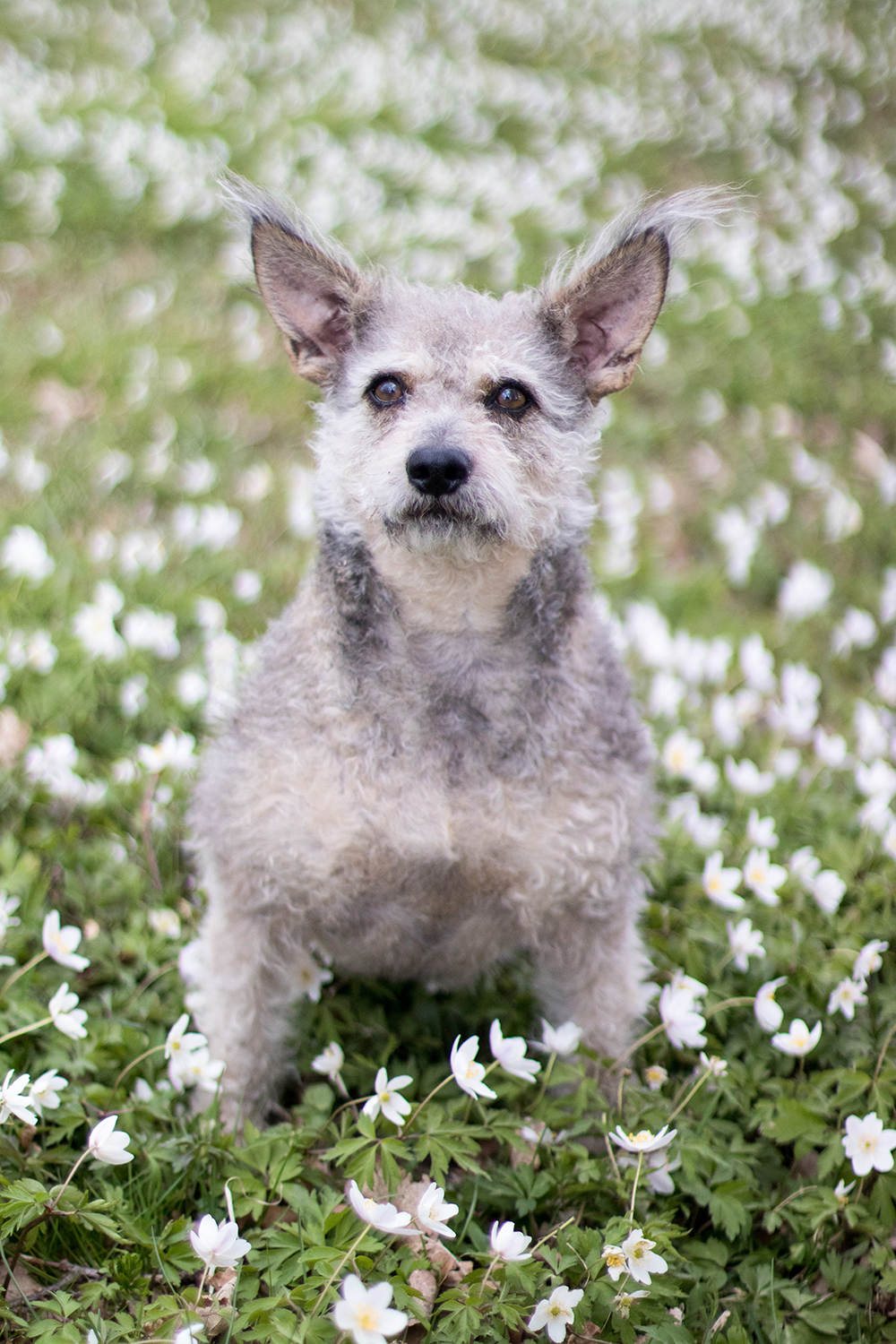 Vår älskade lilla Kira har fått somna in