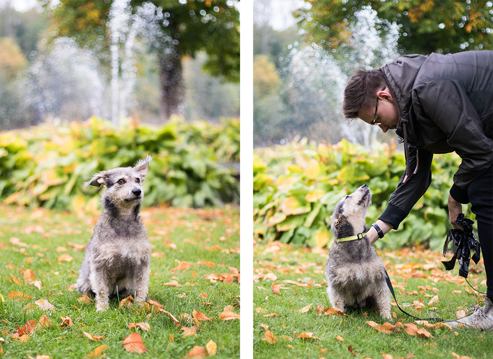 Vår älskade lilla Kira har fått somna in