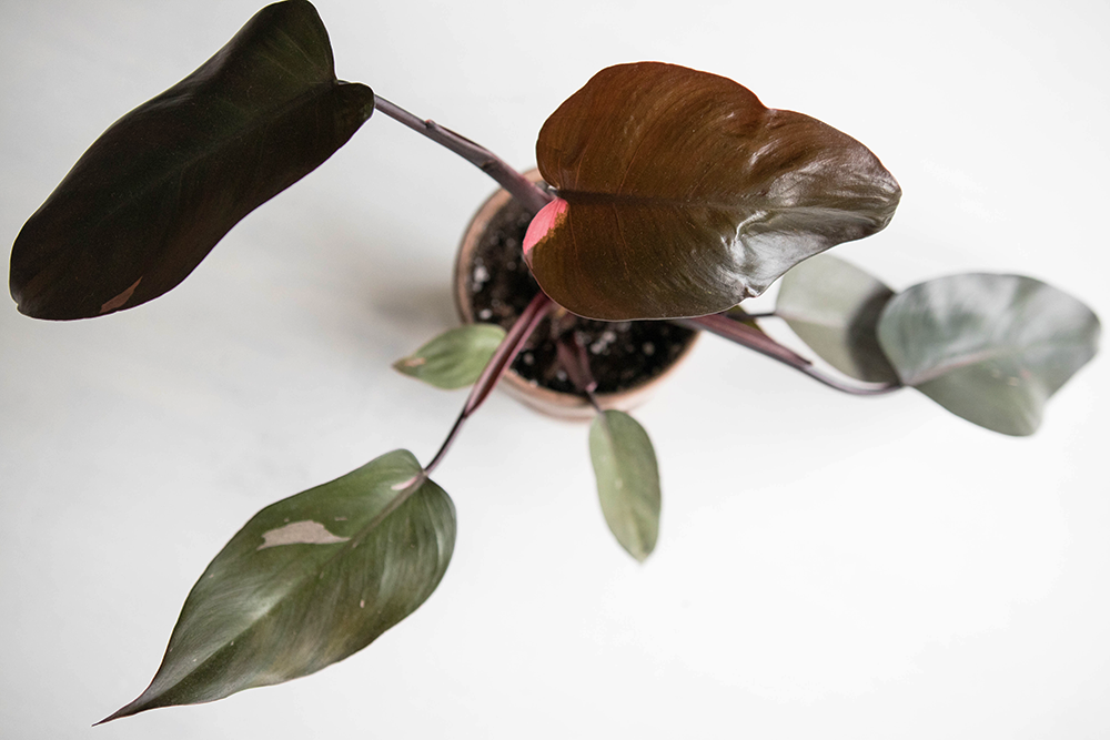 philodendron pink princess