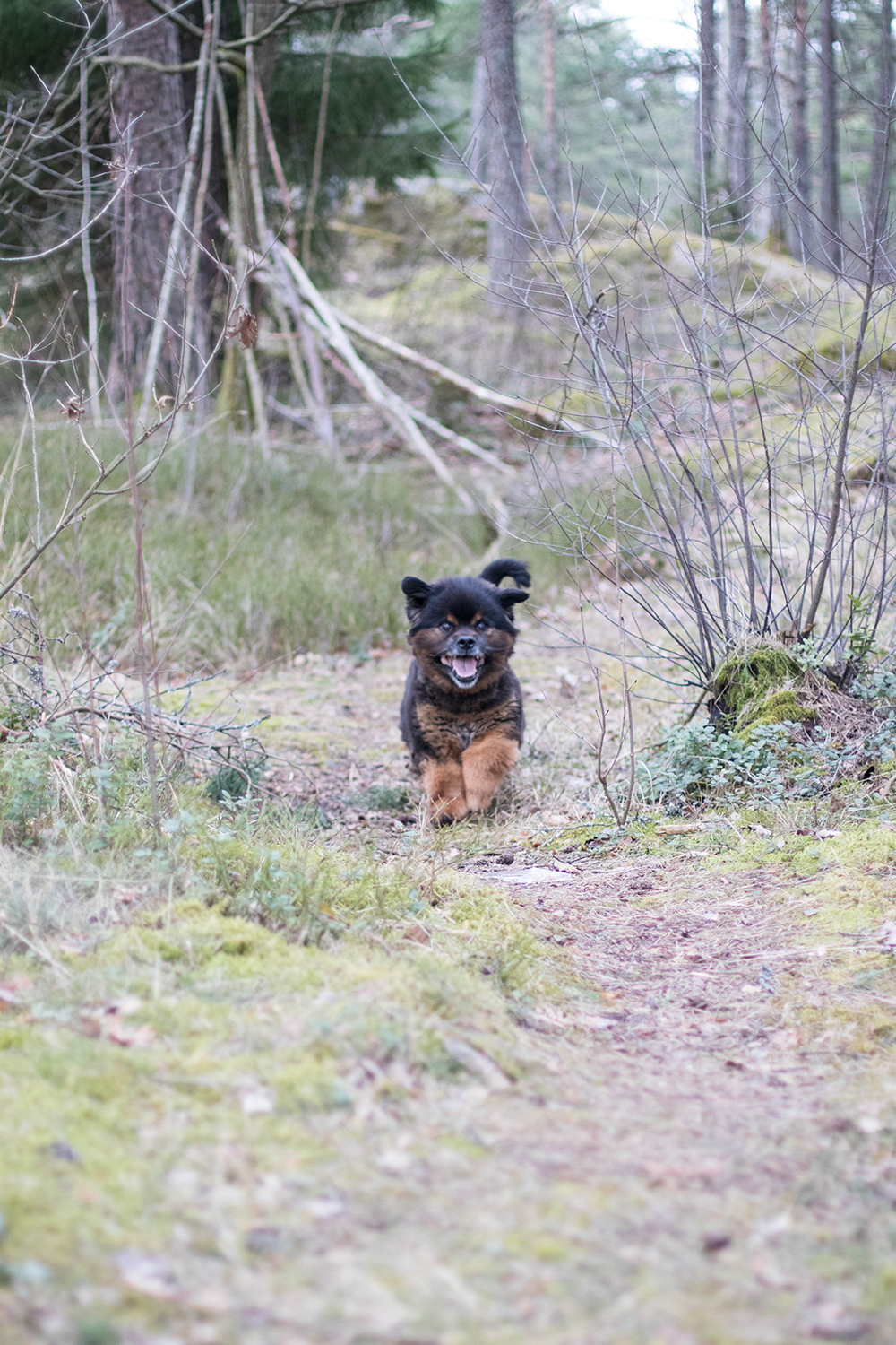 Bonzo ute och busar i skogen hundfotograf trollhättan