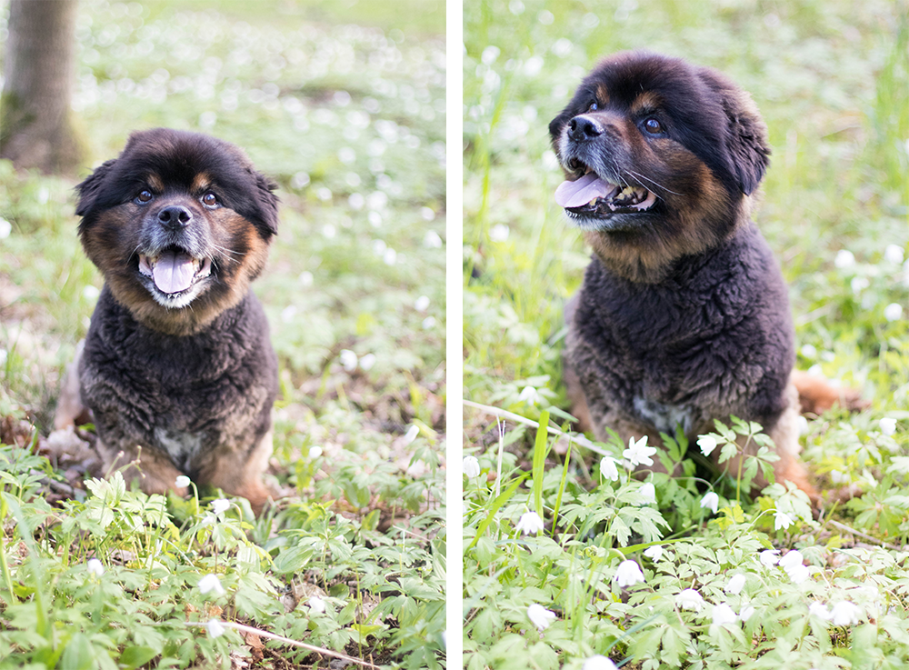 Idag fyller Bonzo 15 år