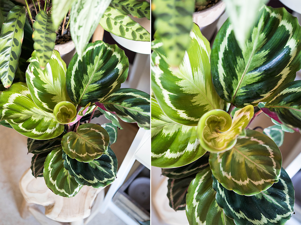 Calathea Medallion på en pall från stylemood.se