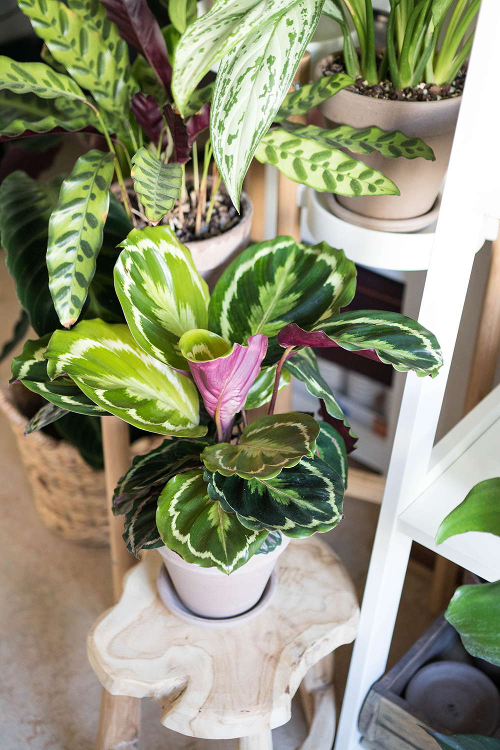 Calathea Medallion på en pall från stylemood.se